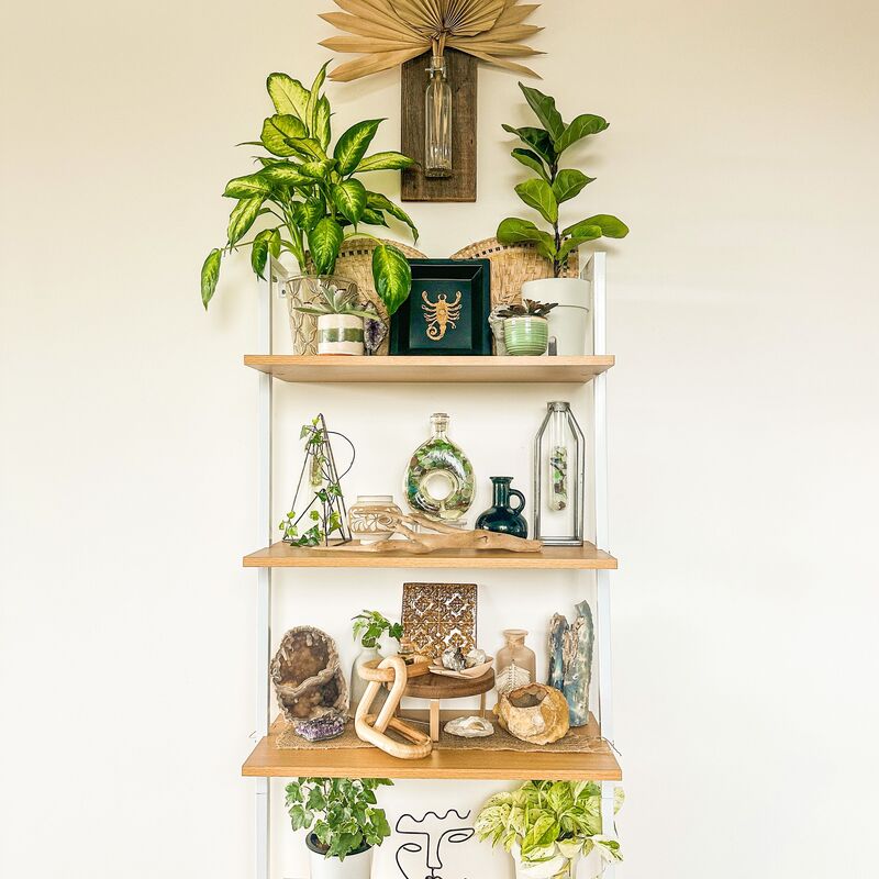 Shelf display of assorted potted houseplants and greenery