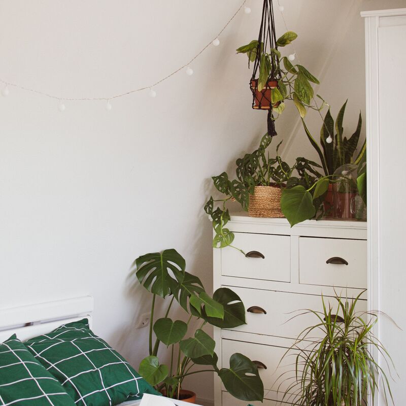 Potted plant styled beside a bedroom dresser